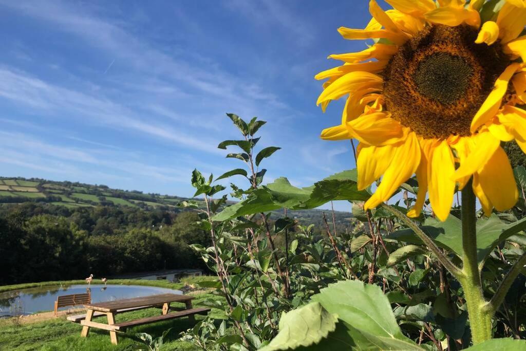 Stags View,Unique Eco Cabin, Dartmoor Views South Brent Экстерьер фото